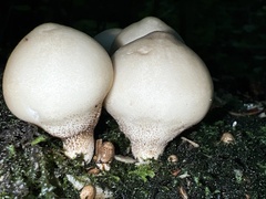 Apioperdon