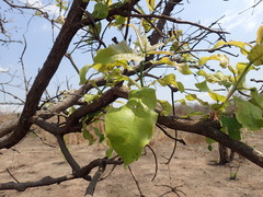 Terminalia stenostachya