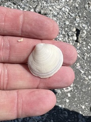 Semele proficua