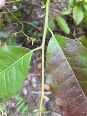 Oxydendrum