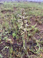 Drimia elata