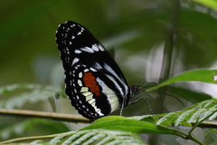 Elzunia humboldt
