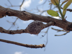 Terminalia stenostachya