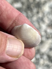 Semele proficua