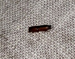 Euplatypus compositus