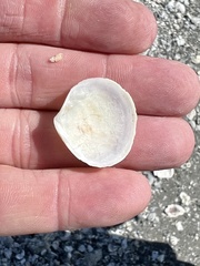 Semele proficua