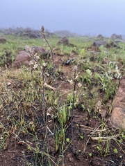 Drimia elata