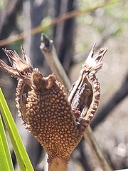 Vellozia squamata