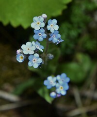 Myosotis alpestris