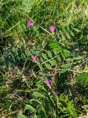 Vicia sativa