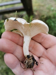 Clitocybe rivulosa