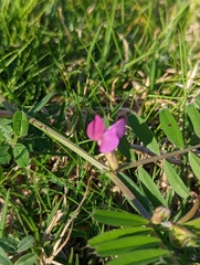 Vicia sativa
