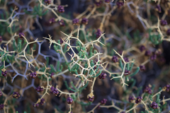 Sarcopoterium spinosum