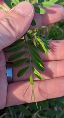 Vicia sativa
