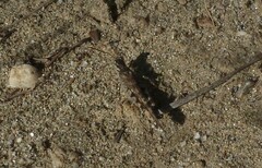 Acrotylus