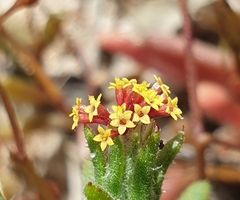 Podotheca angustifolia