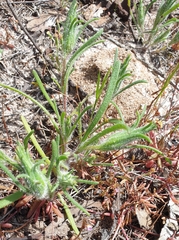 Podotheca angustifolia
