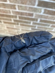 Tetragnatha laboriosa