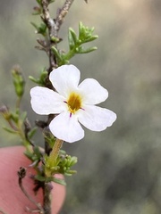 Jamesbrittenia aspalathoides