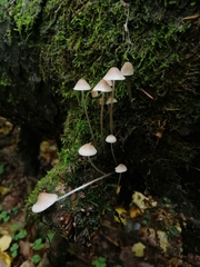 Mycena filopes
