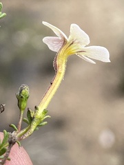 Jamesbrittenia aspalathoides