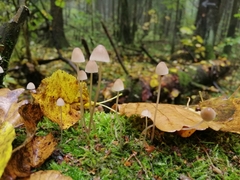 Mycena filopes