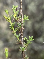 Jamesbrittenia aspalathoides