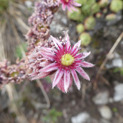 Sempervivum