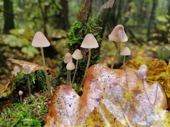 Mycena filopes