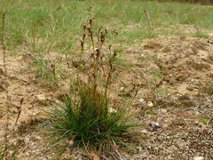 Juncus squarrosus