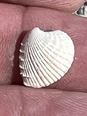 Chione elevata