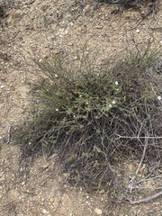 Jamesbrittenia aspalathoides