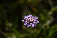Scabiosa lucida