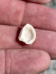 Chione elevata