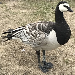 Branta leucopsis