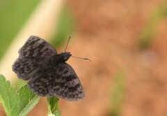 Viola violella