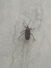 Spilostethus pandurus