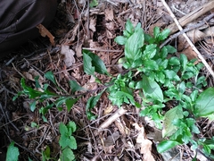 Memoremea scorpioides