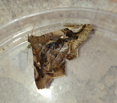 Euclystis guerini