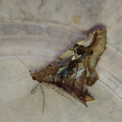 Euclystis guerini