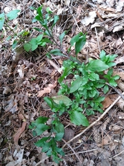 Memoremea scorpioides