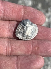 Chione elevata