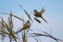 Panurus biarmicus