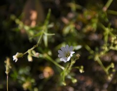 Cerastium alpinum