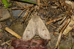 Caradrina montana