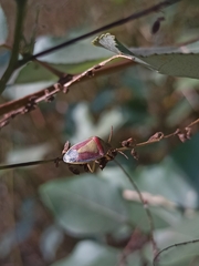 Piezodorus lituratus