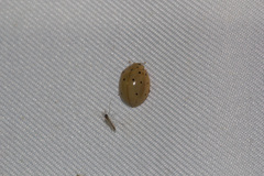 Harmonia sedecimnotata