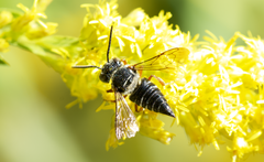Coelioxys germanus