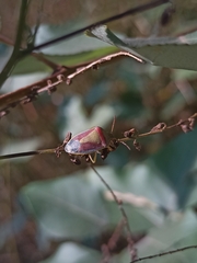 Piezodorus lituratus