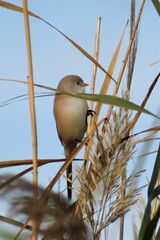 Panurus biarmicus